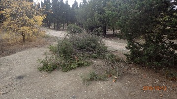 парк Ахматовой1